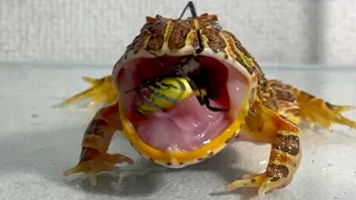 Yellow and black striped spider🕷🕸 / Pacman frog , African bullfrog【LIVE FEEDING】