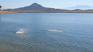 Insane blowups at Lake Perris fishing from the bank