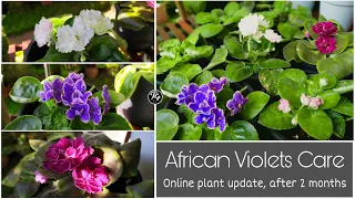 African violets Care | online plant update, after two months