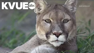 Texas grants protections for mountain lions