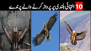 10 Most Highest Flying Birds In The World | Hind/Urdu |