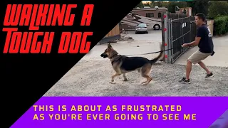 Struggling with loose leash walking?  We all go through it!