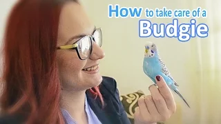 How to Take Care of a Budgie, Parakeet | All The Basics and more!