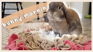 IN DEPTH Bunny Morning Routine