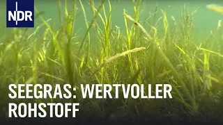 Ostsee: Klimaretter Seegras | Die Nordreportage | NDR Doku