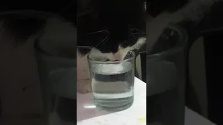 My cat drinking water from a cup for 1 minute and 43 seconds