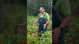 Why Vegetables Need Flowers!