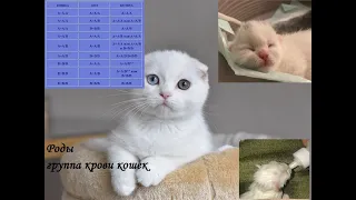 Роды шотландской вислоухой кошки.