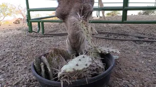 Pair Of Camels Enjoy Eating Spiky Cacti