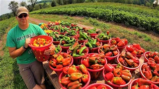 The harvest never stops