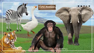 Lovely Animal Sounds: Zebra, Tiger, Duck, Monkey, Elephant | Animal Moments