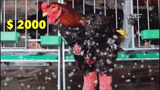 WOW!!! How to grow Dragon Chicken in Vietnam Cost $2,000 - 'Dong Tao' Chicken Make you Millionaire!