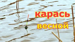 Ведро КАРАСЯ на удочку в начале апреля. Ловля карася на поплавок весной. С махом за карасем