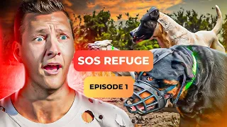 Ce refuge est au bord du PRÉCIPICE avec les chiens AGRESSIFS - SOS Refuge Episode 1