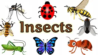 Insects name | Insects for kids |Insects | Insects name in English |  Names of insects | #insects