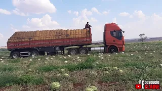 Carregamento da melancia na Lagoa do Bauzinho 🍉🍉🍉