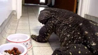 Monitor Lizard-Monster in the house=trained Black Throat Monitor