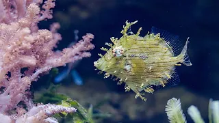 Beautiful Relaxing Music, Underwater Tropical fish, Coral reefs, Sea Turtles in 4k