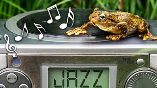 Do Frogs Enjoy Smooth Jazz? (Experiment)