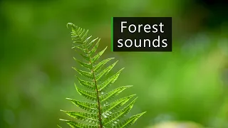 Forest and nature sounds - Dawn chorus in Scotland