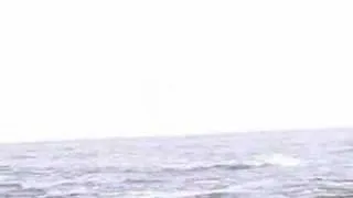 Killer Whales attack Seal