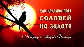 Как красиво поет Соловей на закате дня слушать 🐦Чарующие звуки природы для души!