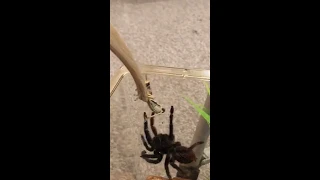 tarantula feeding video! Brazilian giant blonde takedown!