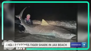 Massive, 12-foot tiger shark caught by fishermen off the coast of Jacksonville Beach