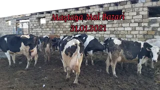 #mastagamalbazari2021 Mastaga Mal bazari 31.01.2021  #iney #inekler #qoyunbazari  #malbazari #qoyun