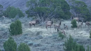 LAST DAY OF 2017 IDAHO ARCHERY ELK HUNT - EP 41 - LAND OF THE FREE