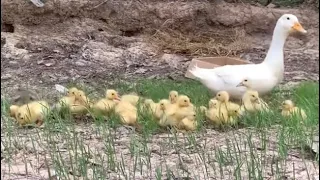 The duck 30lings have just hatched from their eggs, taking the children for a walk. Amazing