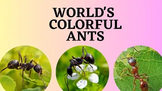 The World's Most Colorful Ants