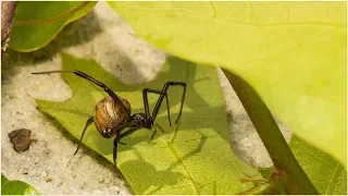 Brown Widow Spider Bite: Not as Dangerous as You Might Think | Tita TV