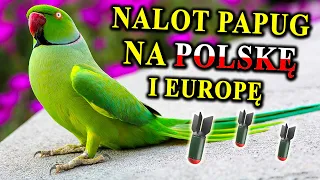 Mamy Dzikie PAPUGI w Polsce 🦜 Duże, Głośne, Zielone