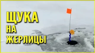 ЩУКА НА ЖЕРЛИЦЫ! ЗИМНЯЯ РЫБАЛКА НА ВОЛГЕ 2020. МНОГО СРАБОТОК!