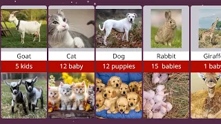 How many babies does all the animals give? | Dunya of comparison|