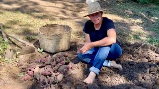 DIA DE DOÇURA NA ROÇA - BATATA DOCE ROXA DAS ANTIGAS  - TERRA QUE DA ALIMENTO