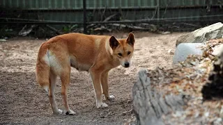 FRASER ISLAND: Dingo-Attacke auf Baby - Vater rettet Kind aus Maul des Hundes