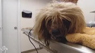 Abandoned Dog Is Unrecognizable After Haircut