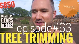 "How to Price Tree Trimming" (Bradford Pear & Birch Tree) VLOG (Episode#63)