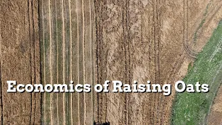 Economics of Raising Oats - Practical Cover Croppers