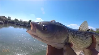 Arizona White Amur Fly Fishing