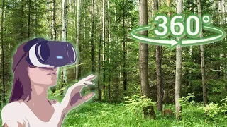 VIDEO 360° 4K for VR Box Google Cardboard.Russian nature. Walk in the woods. Relaxation