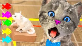 LITTLE KITTEN ADVENTURE - FUN CAT VIDEO AND DRESS-UP PARTY - KITTEN GAME AND CAT PAW