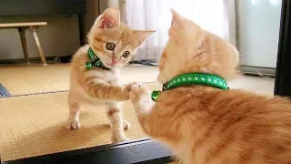 Warning You will get STOMACH ACHE FROM LAUGHING SO HARD - Funny CAT compilation Part 2