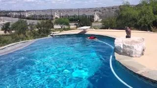English Bulldog Swimming In The Pool