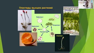Физиология растений 3