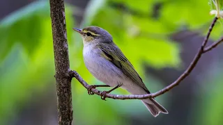 Песни пеночки-трещотки. Phylloscopus sibilatrix. Птицы Беларуси.