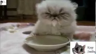 Funny cats Compilation 2013 cat videos