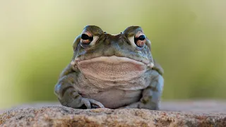 Please don't lick this psychedelic toad, National Park Service warns